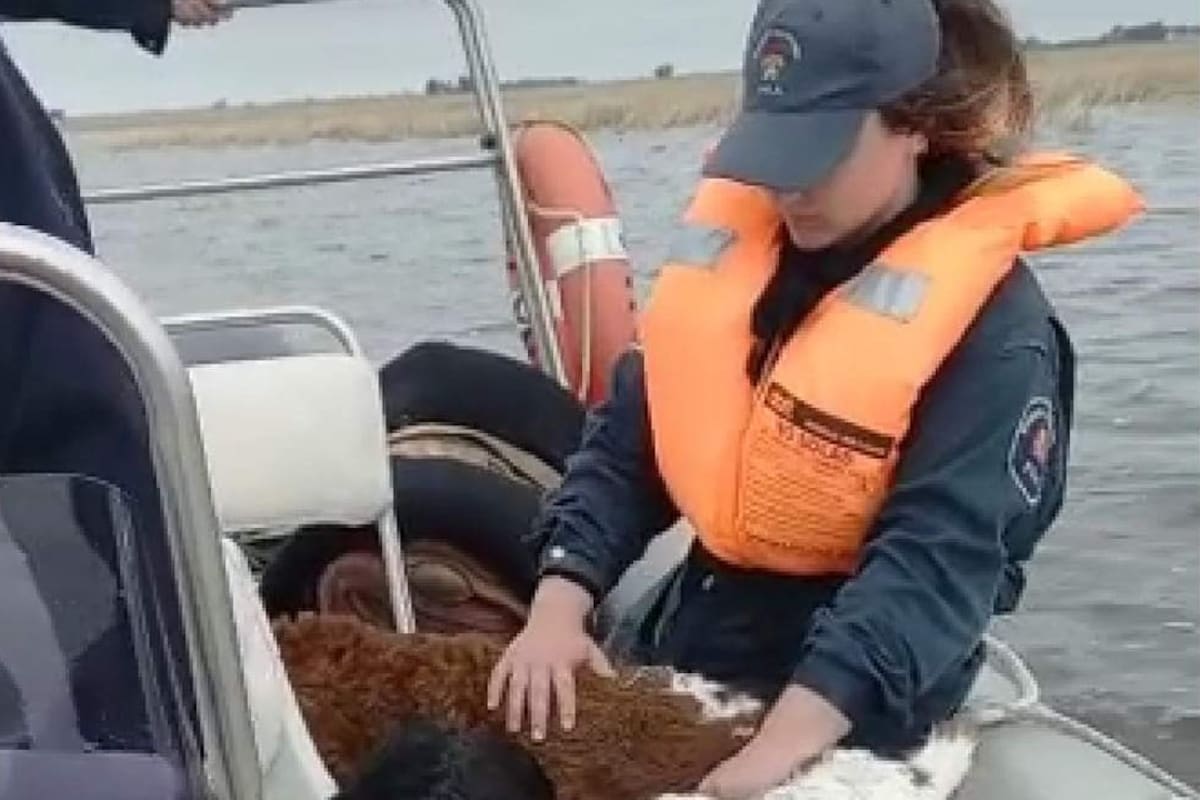 Bomberos de Pila llevaron terneros en un semirrígido. Foto de voluntarios