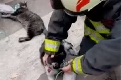 Bomberos rescataron a una mujer y a dos gatos de morir asfixiados en un incendio en Villa Luro