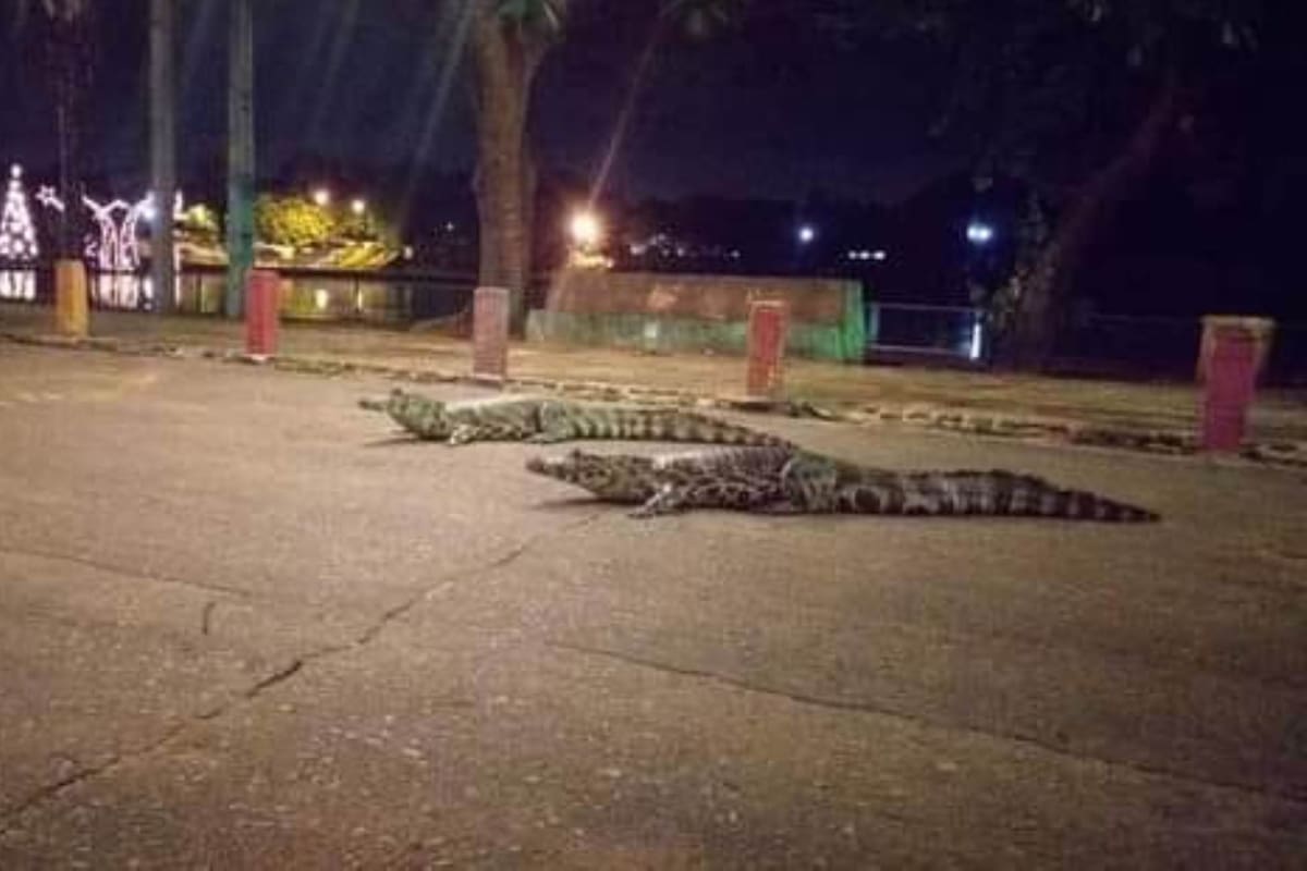 Bomberos voluntarios lograron atrapar a siete caimanes de casi 2 metros de longitud que paseaban por los pasillos de un centro comercial. La insólita situación sucedió en medio de una tormenta que desbordó la laguna Itá, ubicada a 37 kilómetros de Asunción de Paraguay