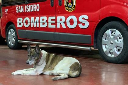 Bombi estaba en el cuarte de bomberos voluntarios de San Isidro, ubicado en Acassuso, desde el año 2003, cuando fue recogida luego de haber sido atropellada
