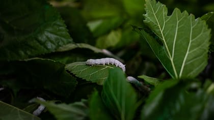 Bombyx Mori o gusano de seda comiendo una hoja de mora