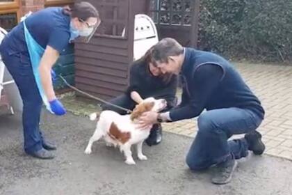 Bonnie había sido sustraída en 2014, se cree que para reproducción en un lugar de cría, y la semana pasada una guardia veterinaria la reencontró en una localidad distante unos 320 kilómetros de la casa de sus dueños