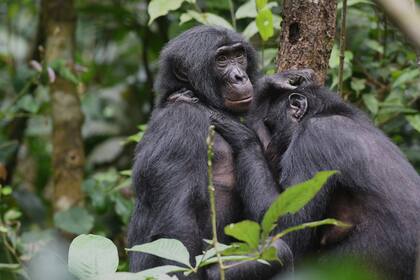 Bonobos hembras del Congo forman grupos para evitar la agresión de los machos, según estudio