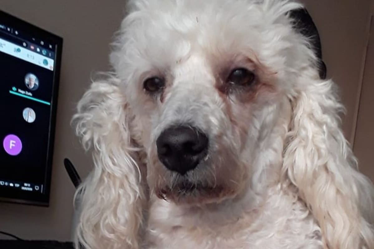 Bonzo, el perro que se volvió viral por quedarse despierto dos noches para acompañar a su dueño