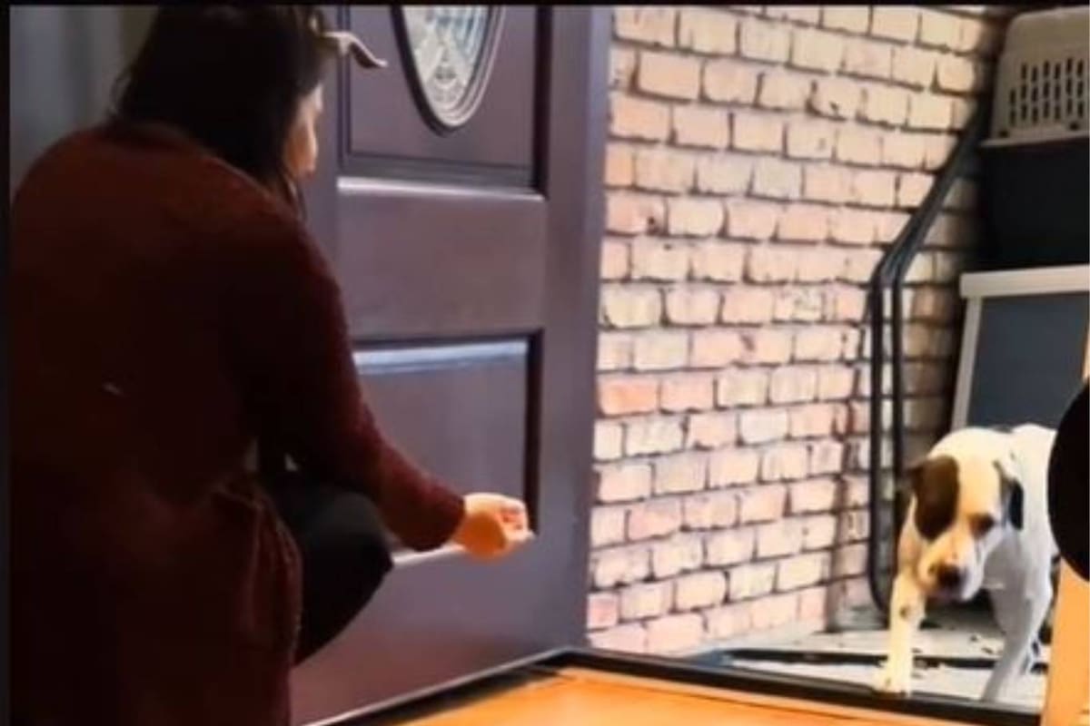 Boomer vivió toda su vida en la calle y por eso no sabe bien qué hacer cuando está en la puerta de su nuevo hogar