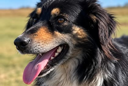 Border collie, la raza de perros adiestrada para acompañar el trabajo en el campo
