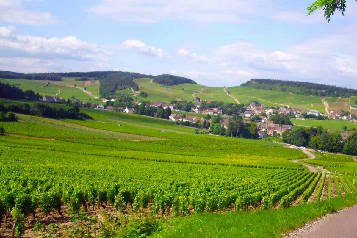 Viñedos de Pinot Noir en la Borgoña, Francia.
