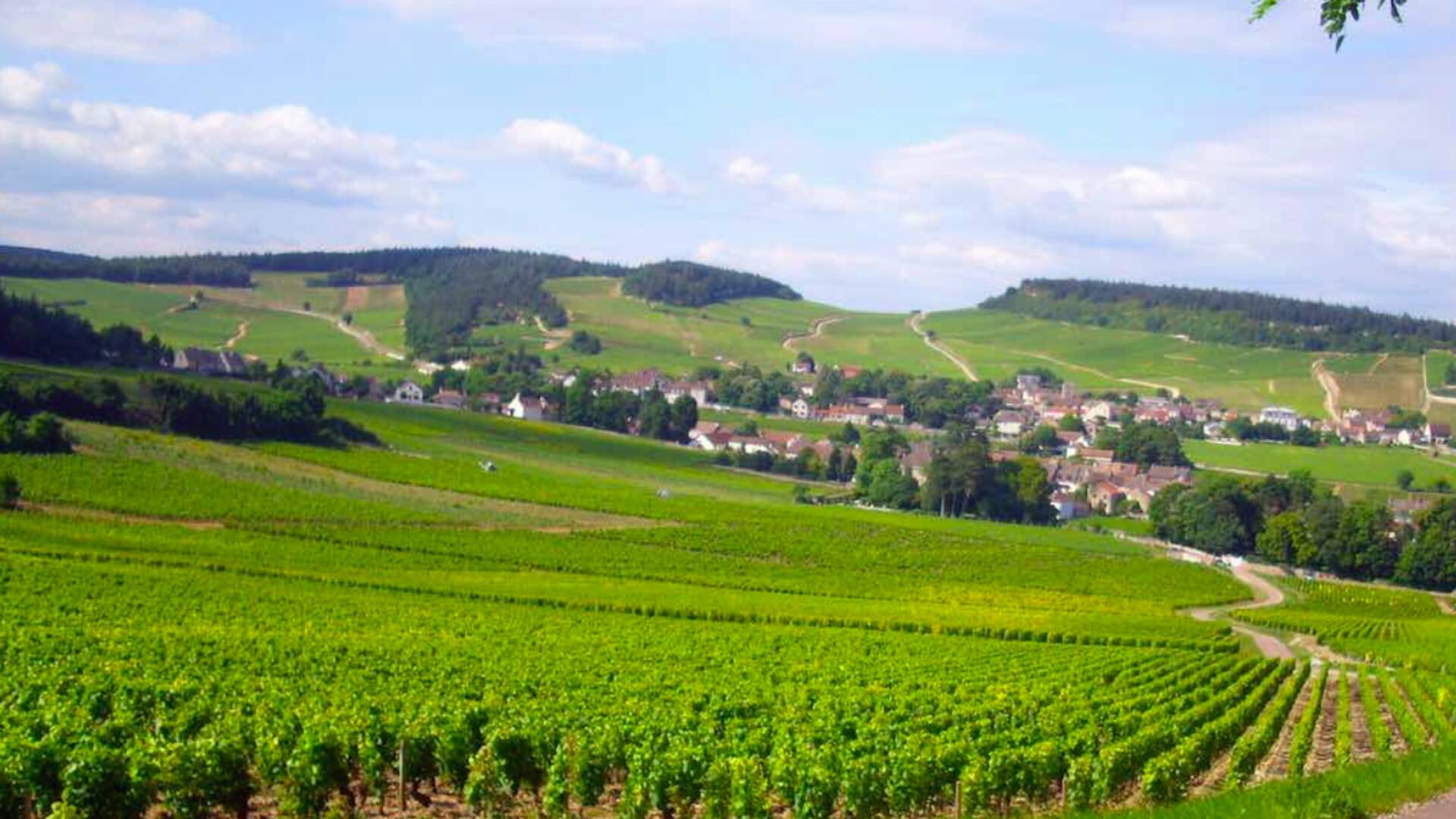 Viñedos de Pinot Noir en la Borgoña, Francia.
