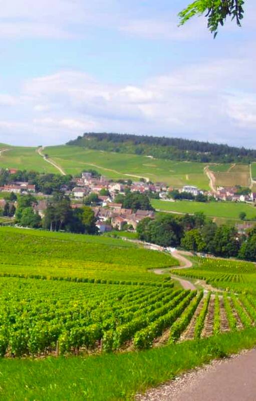 Viñedos de Pinot Noir en la Borgoña, Francia.