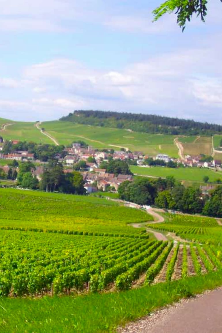 Viñedos de Pinot Noir en la Borgoña, Francia.