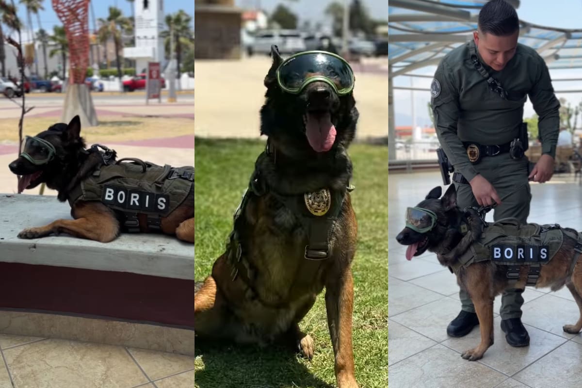 Boris perdió una pata delantera en una misión luego de neutralizar a un criminal (Facebook/Gobierno de Baja California)
