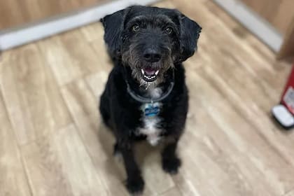 Boro, el perro de Ana (EL MUNDO)
