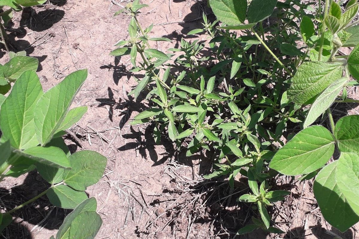 Borreria, una de las principales malezas de hoja ancha