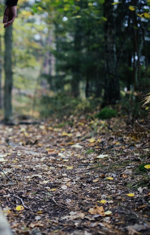 Bosque energético.
