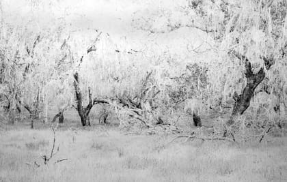Bosque abstracto (2019), Guillermo Napoli