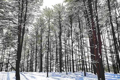 “Bosque al costado de la ruta”, obra de Sofía Wiñazki