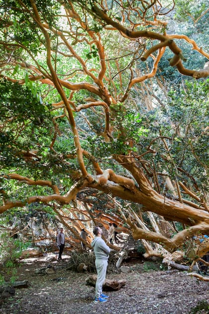 Bosque de arrayanes en la Península de Quetrihue.