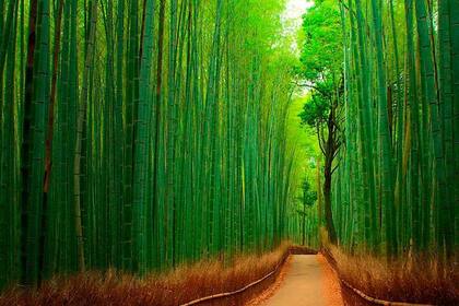Bosque de Bambu, Japón