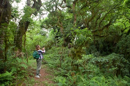 Bosque del Cielo, Jujuy, un alto sendero del PN Calilegua.