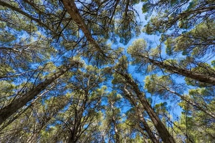 Bosque Encantado en Pehuen Có
