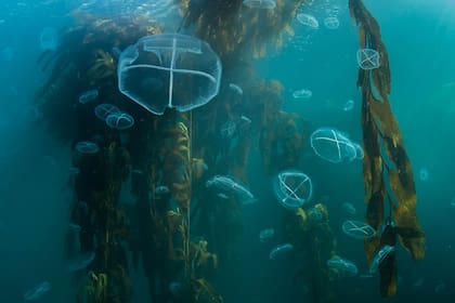 Bosque gigante de algas marinas. Bucear aquí se siente como deambular por un viejo bosque en crecimiento. Las plantas están ancladas a una profundidad de 20 metros en el fondo del mar, y aún flotan con varios metros en la superficie. Las algas gigantes pueden crecer hasta 30 centímetros por día
