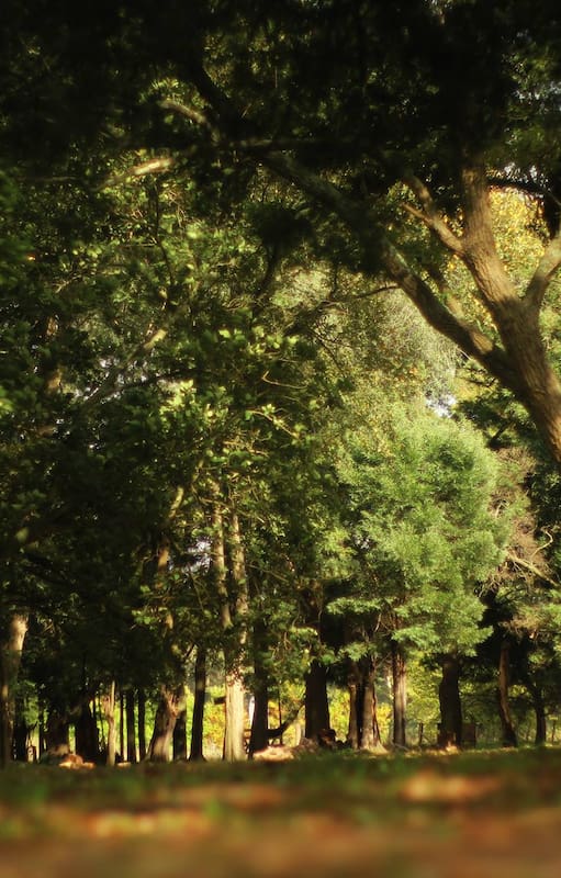 Bosque recreativo, General Belgrano, provincia de Buenos Aires