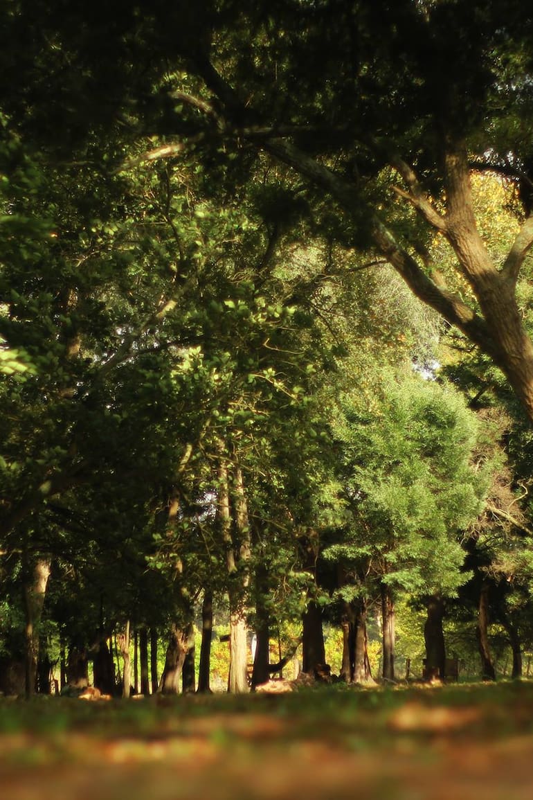Bosque recreativo, General Belgrano, provincia de Buenos Aires