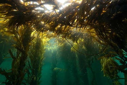 Bosques de algas