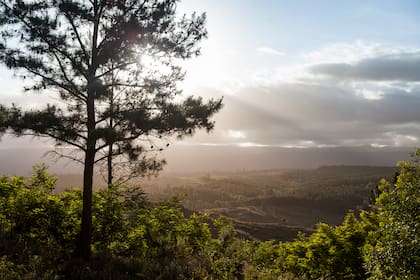 Bosques de las sierras cordobesas.