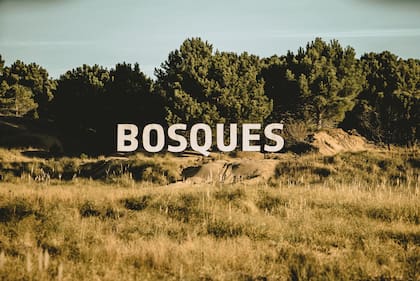 Bosques es un barrio ubicado en Pinamar Norte