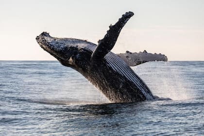 Uno de los éxitos que se busca ampliar es el que se ha tenido con la conservación de mares y océanos.