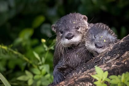 Bosques; medio ambiente; ; calentamiento global; sociedad; bbc; Bbc Mundo; Castores; Florida; Everglades; Cambio Climático; Mar caribe; pez León;