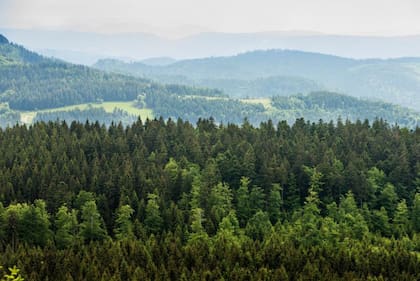 La protección de los bosques es un elemento clave para mantener los ecosistemas existentes, y una poderosa herramienta contra el calentamiento global