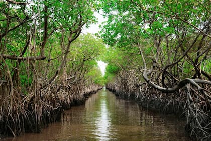 El estado de Florida, en EE.UU:, lleva a cabo uno de los esfuerzos de conservación ambiental más ambiciosos del mundo, rescatando los Everglades