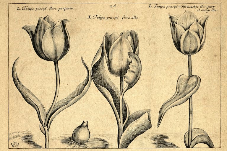Botanical art print of Early broad leaved tulip, from Hortus Floridus by Crispin de Passe, Vintage illustration, 17th Century