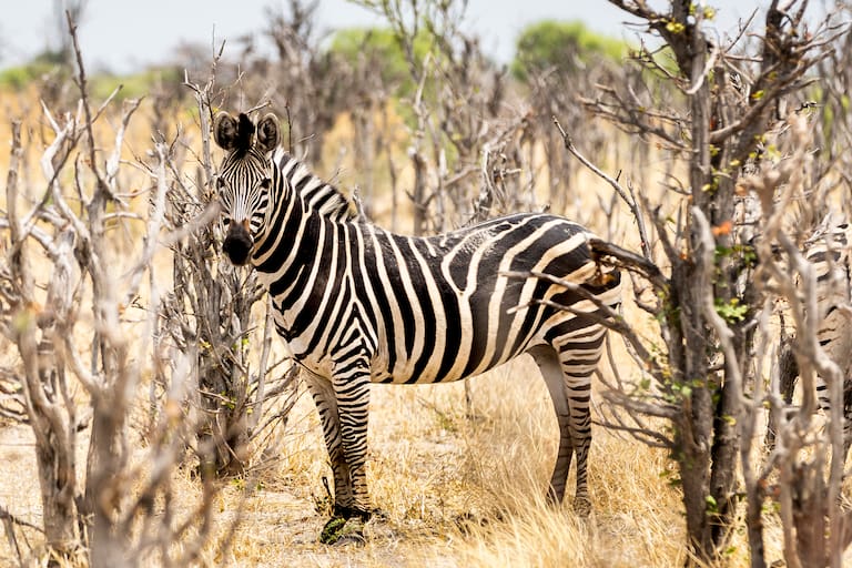 Botswana