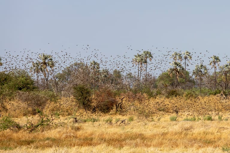 Botswana