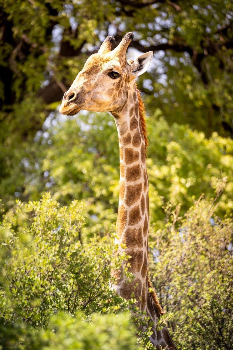 Botswana