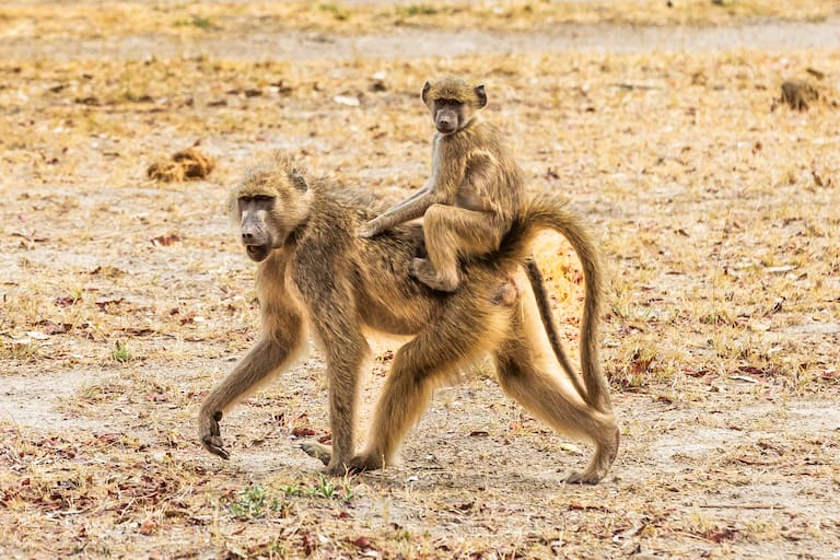 Botswana