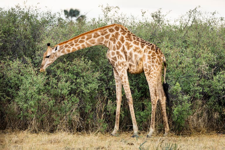 Botswana