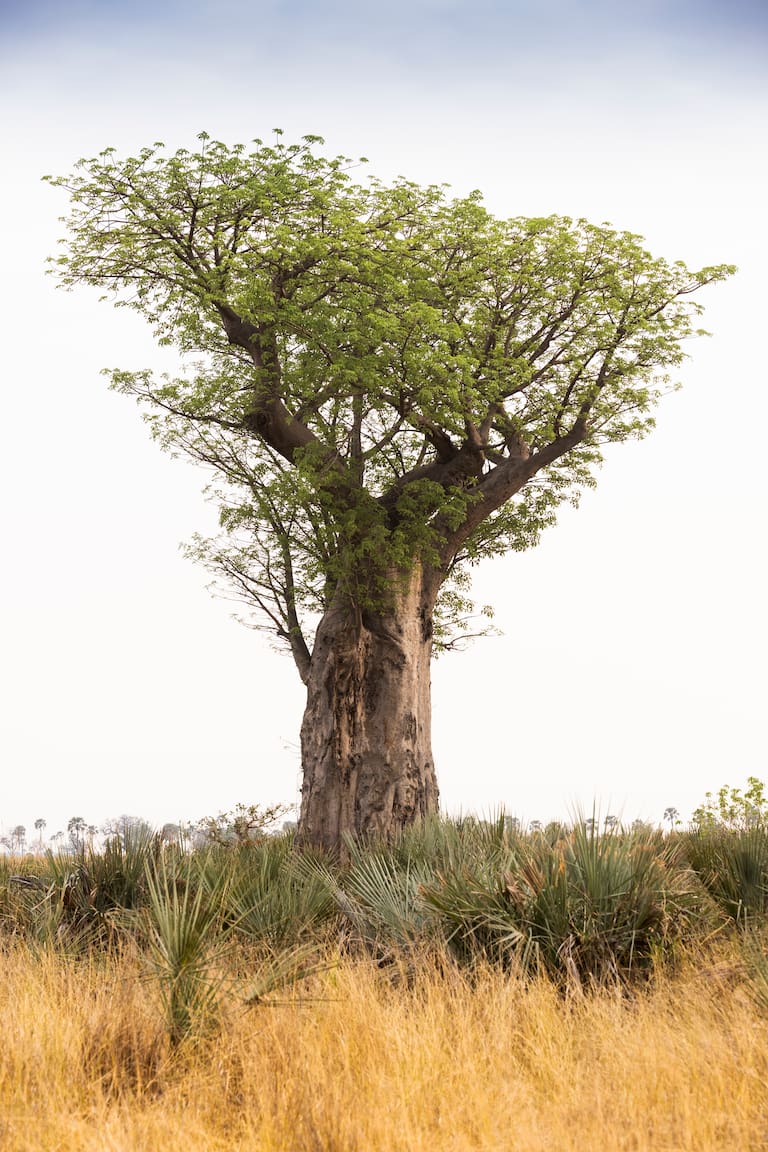 Botswana