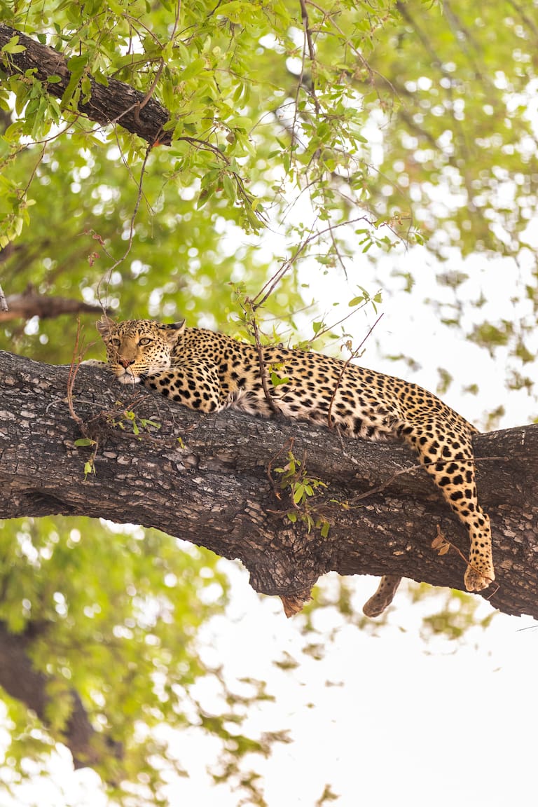 Botswana
