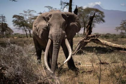 Botswana tiene cerca de un tercio de la población mundial de elefantes