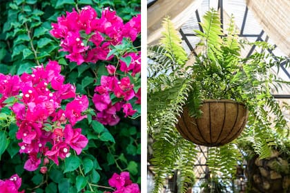 Bougainvillea spectabilis y helecho