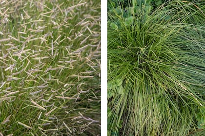 Bouteloua gracilis 'Blonde Ambition y Carex muricata