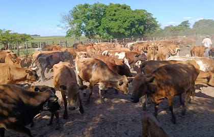 Bovino Criollo