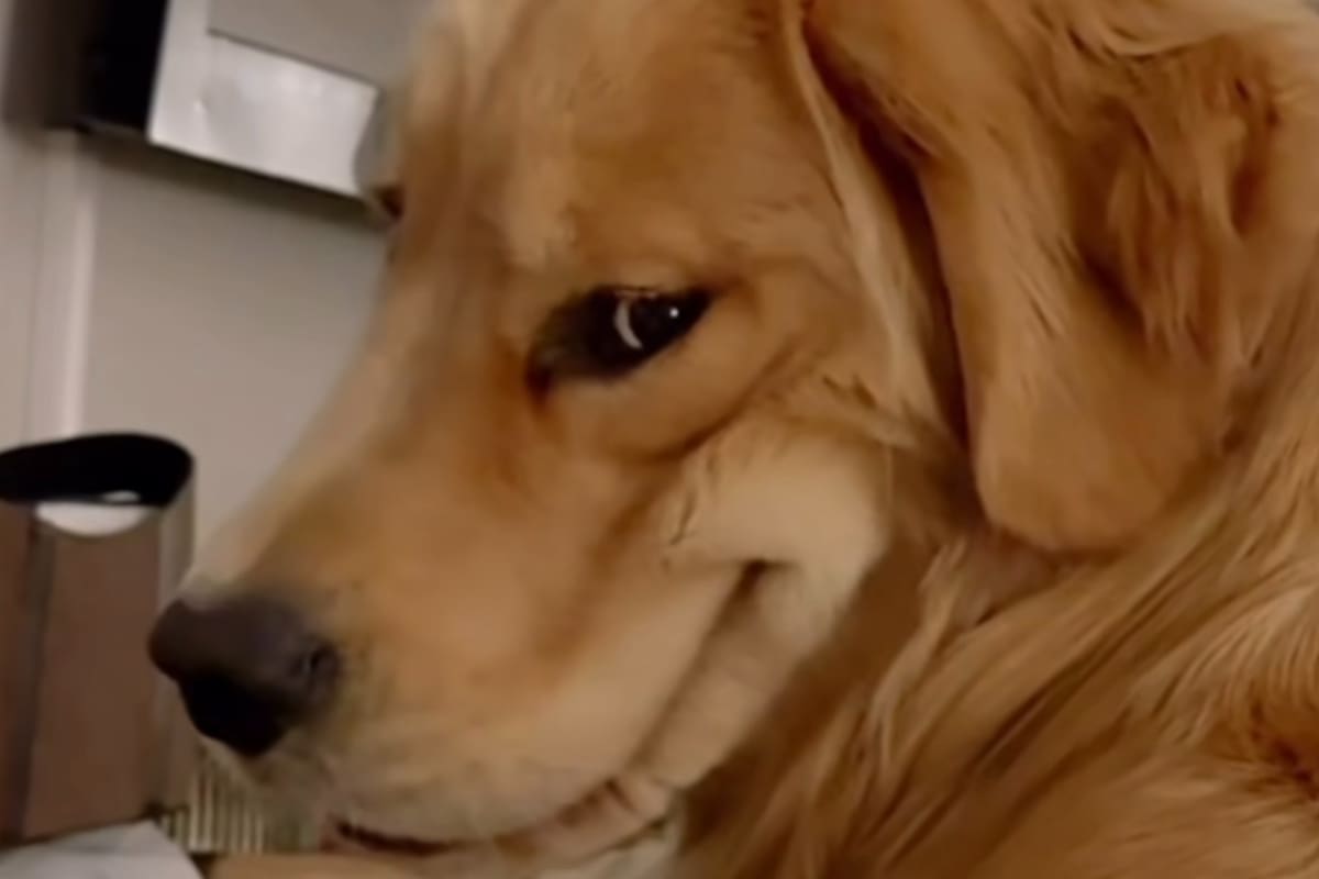 Bowie, un simpático golden retriever que se volvió viral tras mostrar una peculiar expresión facial