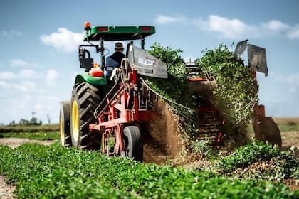 Bracco indicó que en “los primeros cinco meses del año pasado se exportaron 100.000 toneladas con un valor promedio de US$1670 la tonelada, pero este 2025 hay una disminución de US$300, un 20% en el precio”