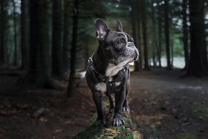 Brachycephalic Working Group declaró la "crisis de salud y bienestar" para los perros de nariz plana