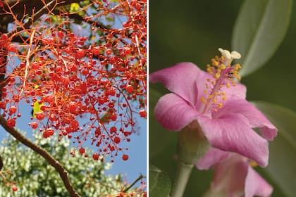 Brachychiton acerifolius o árbol de la llama (izquierda) es un árbol de hojas llamativas que caen tardíamente. Lagunaria patersonii (derecha) tiene porte piramidal y alcanza 10 metros de altura. Es raro verlo cultivado, pero sus flores y su follaje con el envés blanquecino son muy atractivos.